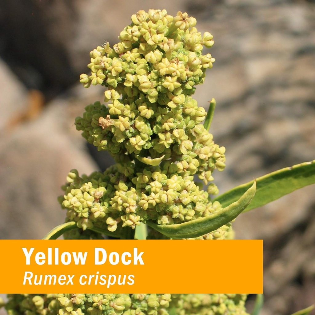 herb-pharm-yellow-dock-liquid-extract-fo-2.jpg